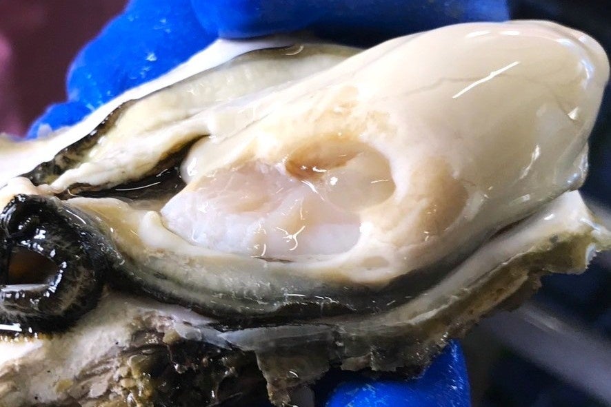 夏限定!シャリとろ牡蠣ルイベが必食😋30℃超えに超ウマ!