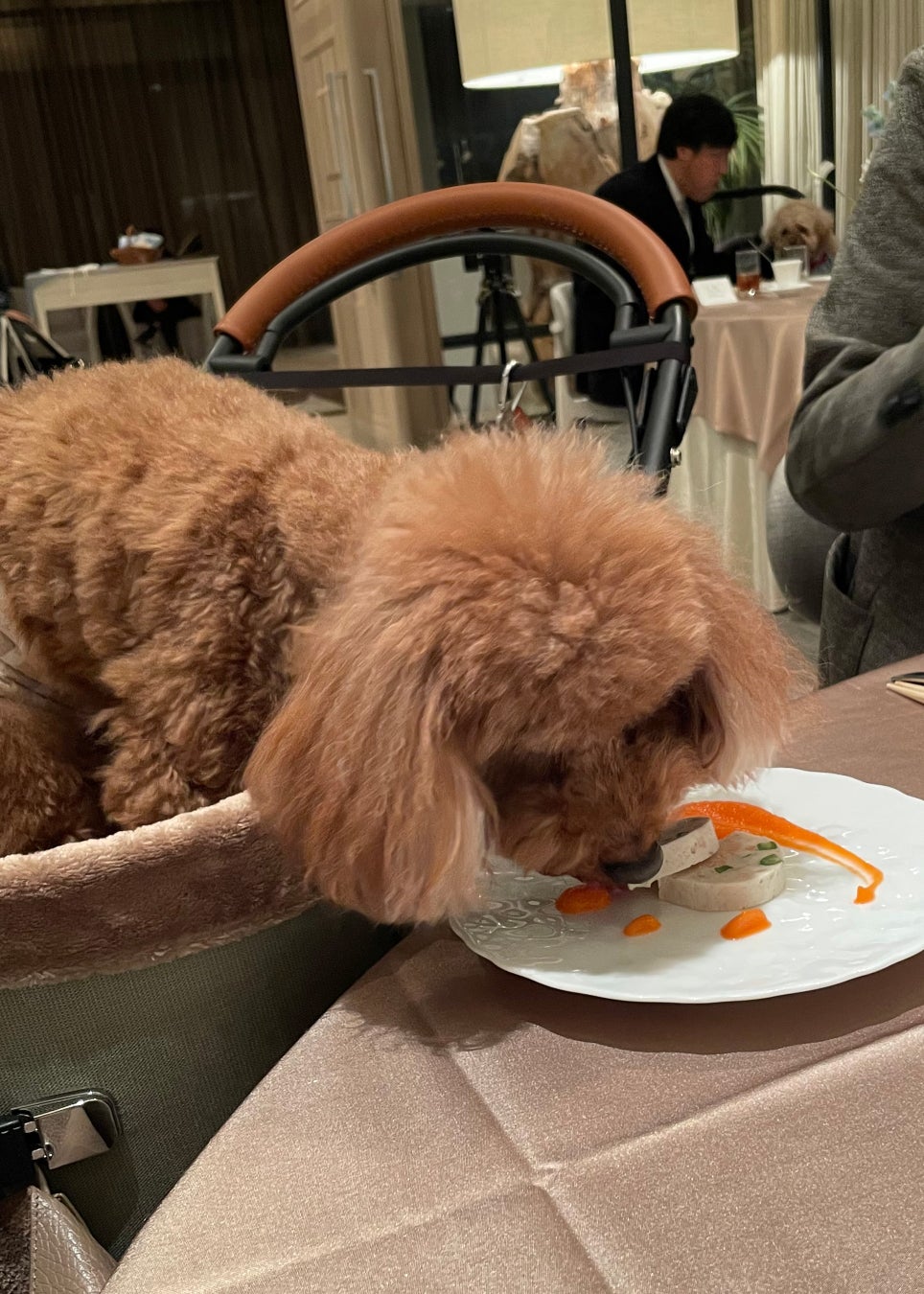 超話題!愛犬と美食×音楽の至福体験が予約開始🎉