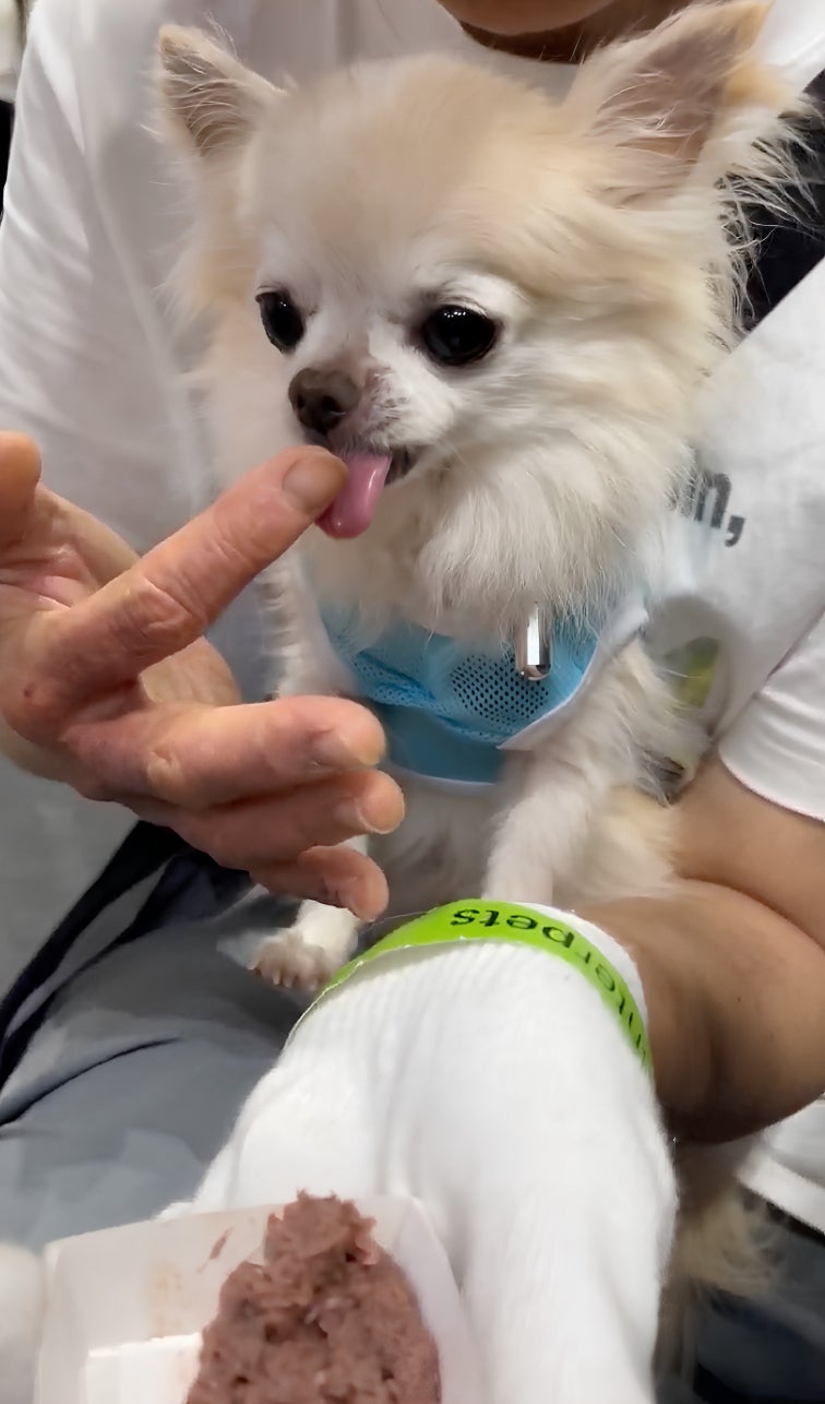 HUGBOX生食！1万個即完売で愛犬が激ウマ大興奮🐶✨