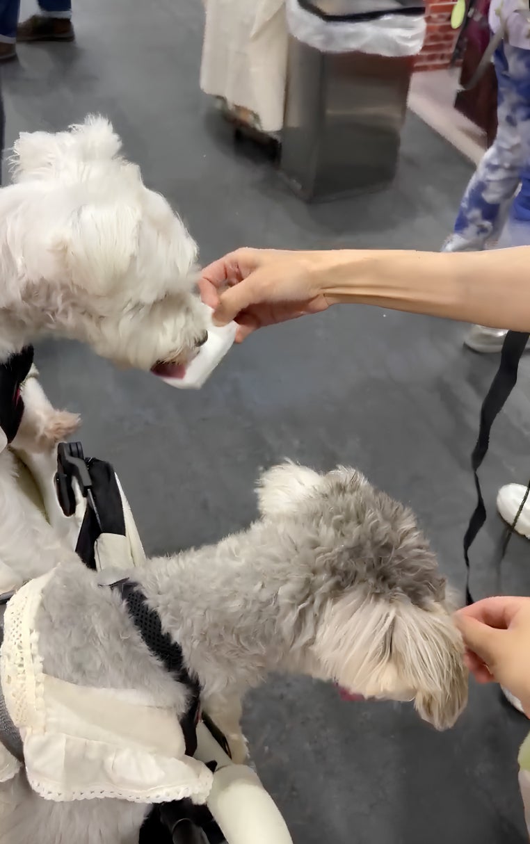 HUGBOX生食！1万個即完売で愛犬が激ウマ大興奮🐶✨