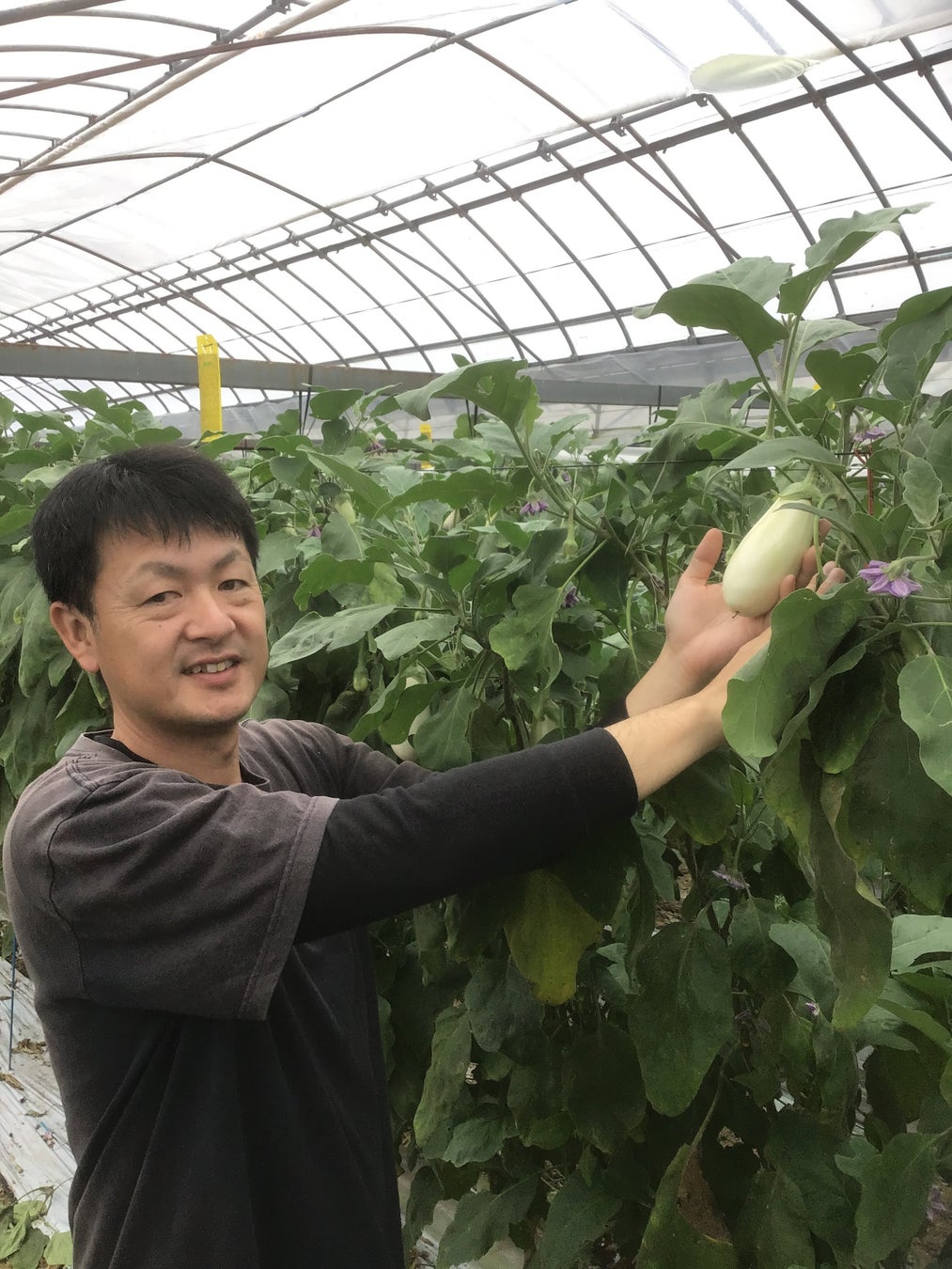 激ウマ確定！らでぃっしゅ旬野菜で献立革命✨53万食超話題
