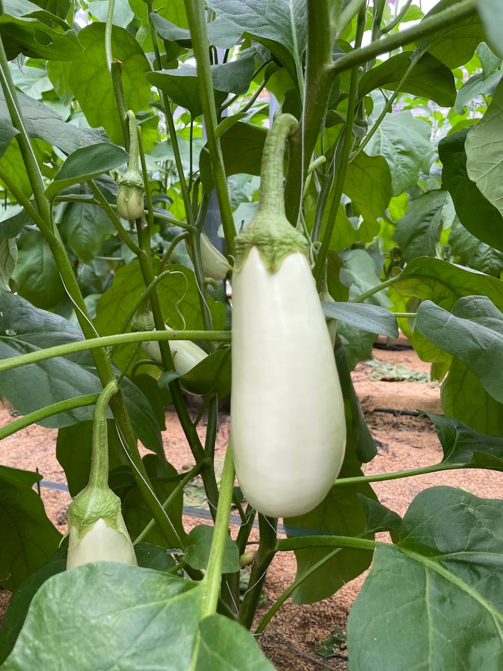 激ウマ確定！らでぃっしゅ旬野菜で献立革命✨53万食超話題