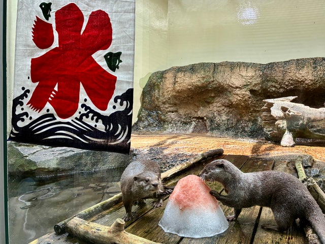 激ウマ確定!仙台水族館のリス&カワウソ氷🍧💖