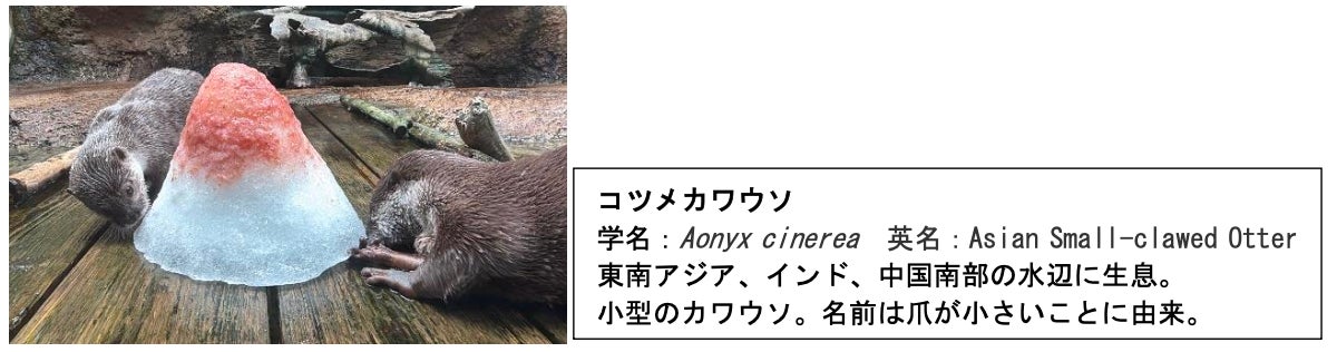 激ウマ確定!仙台水族館のリス&カワウソ氷🍧💖