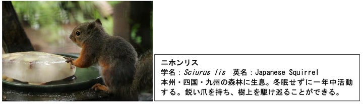 激ウマ確定!仙台水族館のリス&カワウソ氷🍧💖