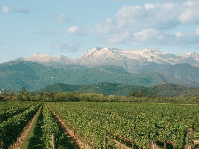 北の巨匠限定150本!激ウマ白グレシエ必飲🍷✨