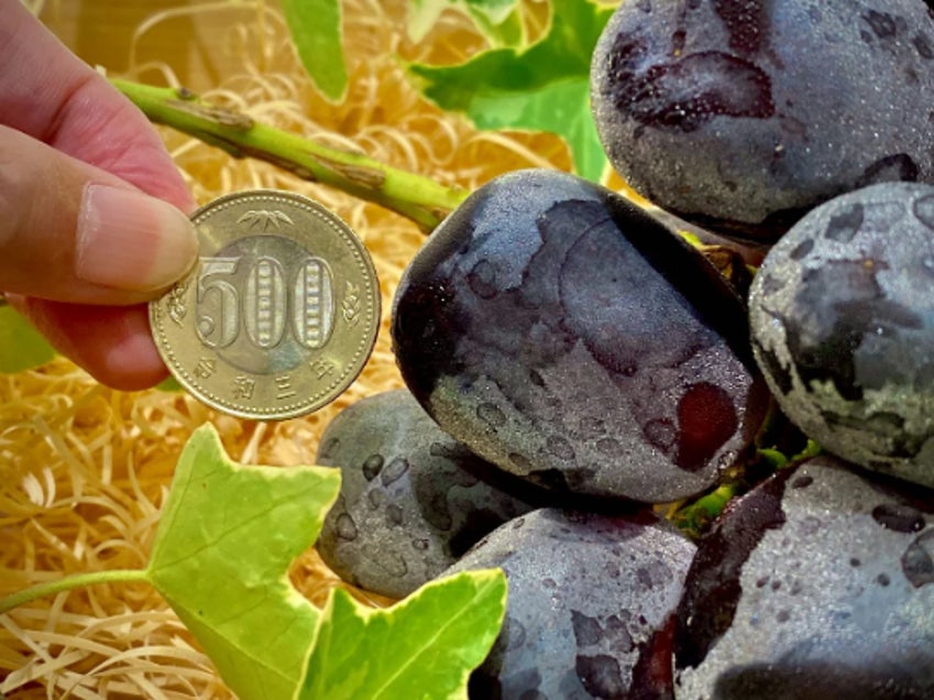 超話題!富士の輝×シャインマスカット食べ比べ🍇✨
