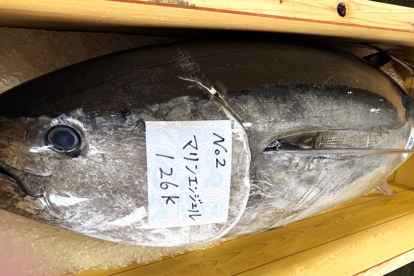 🚨本日入荷！壱岐島126kg本マグロ🐟激ウマ確定！TUNAC