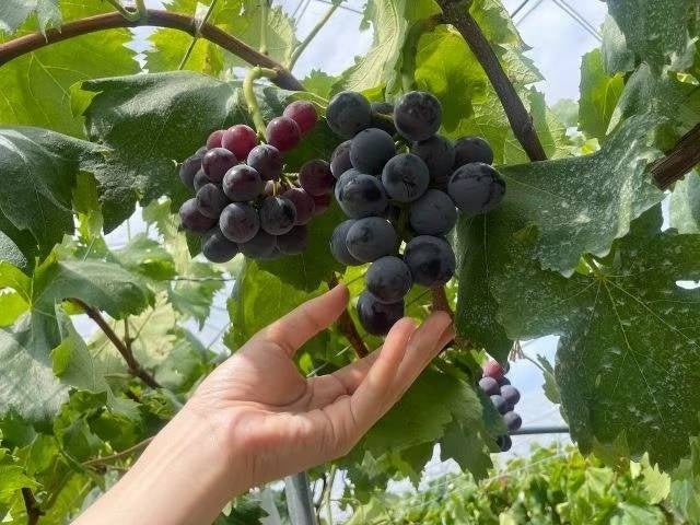 超話題!岐阜の夏限定ぶどうサウナ旅🍇🧖♀️