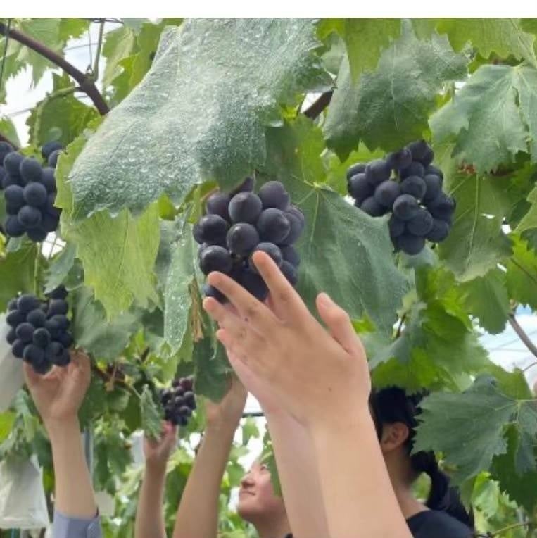 超話題!岐阜の夏限定ぶどうサウナ旅🍇🧖♀️