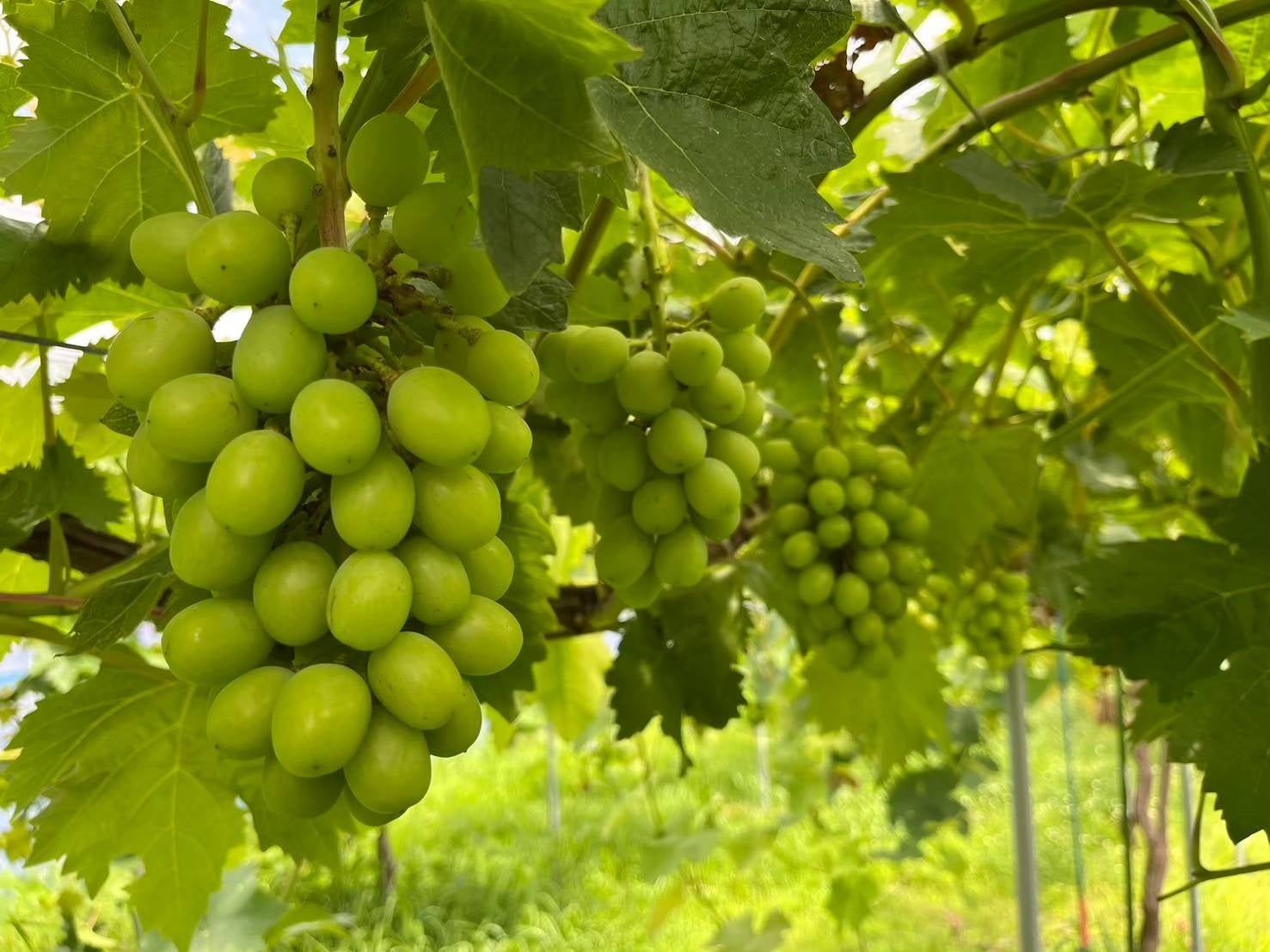 超話題!岐阜の夏限定ぶどうサウナ旅🍇🧖♀️