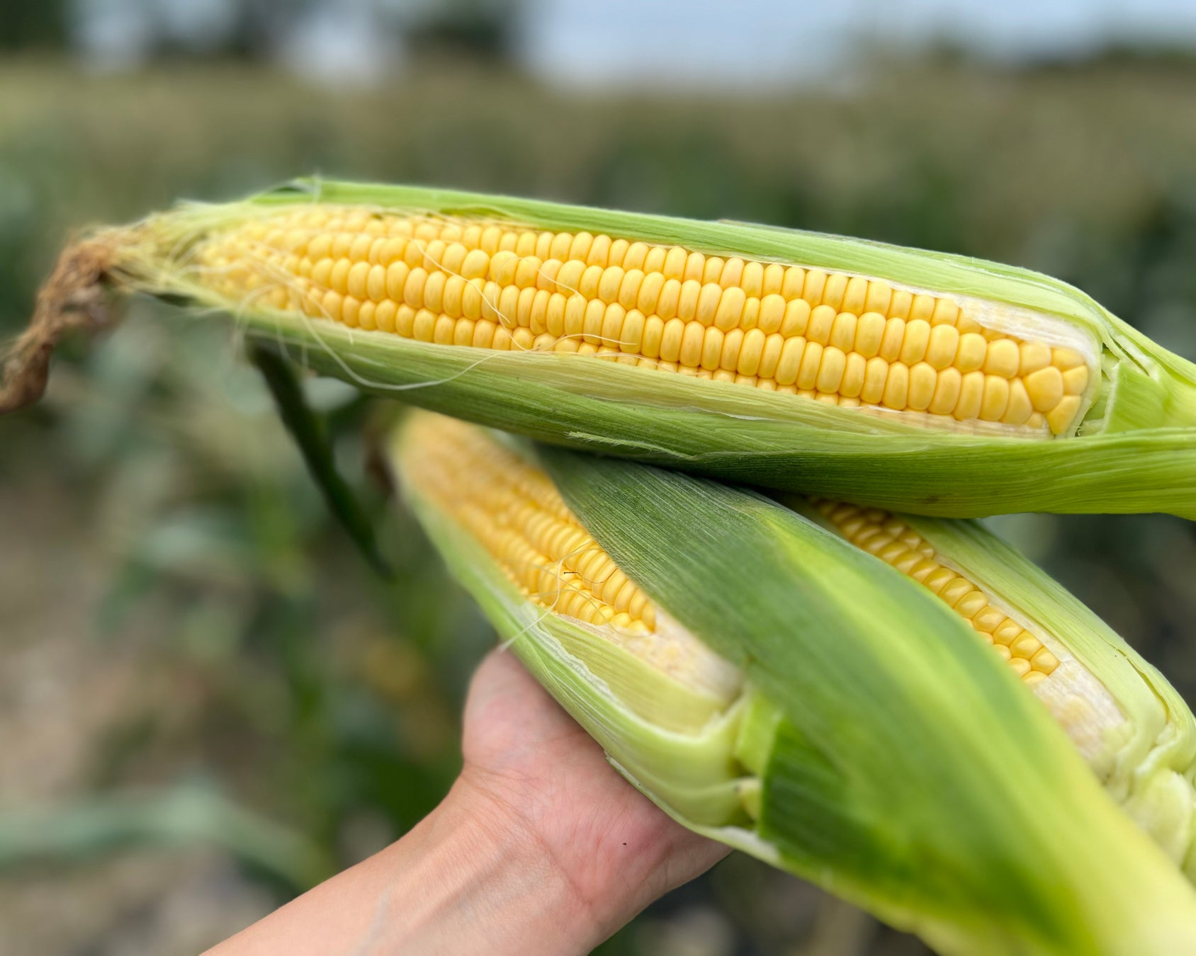 年に一度だけ!激甘コーンピザは必食確定🌽🤤