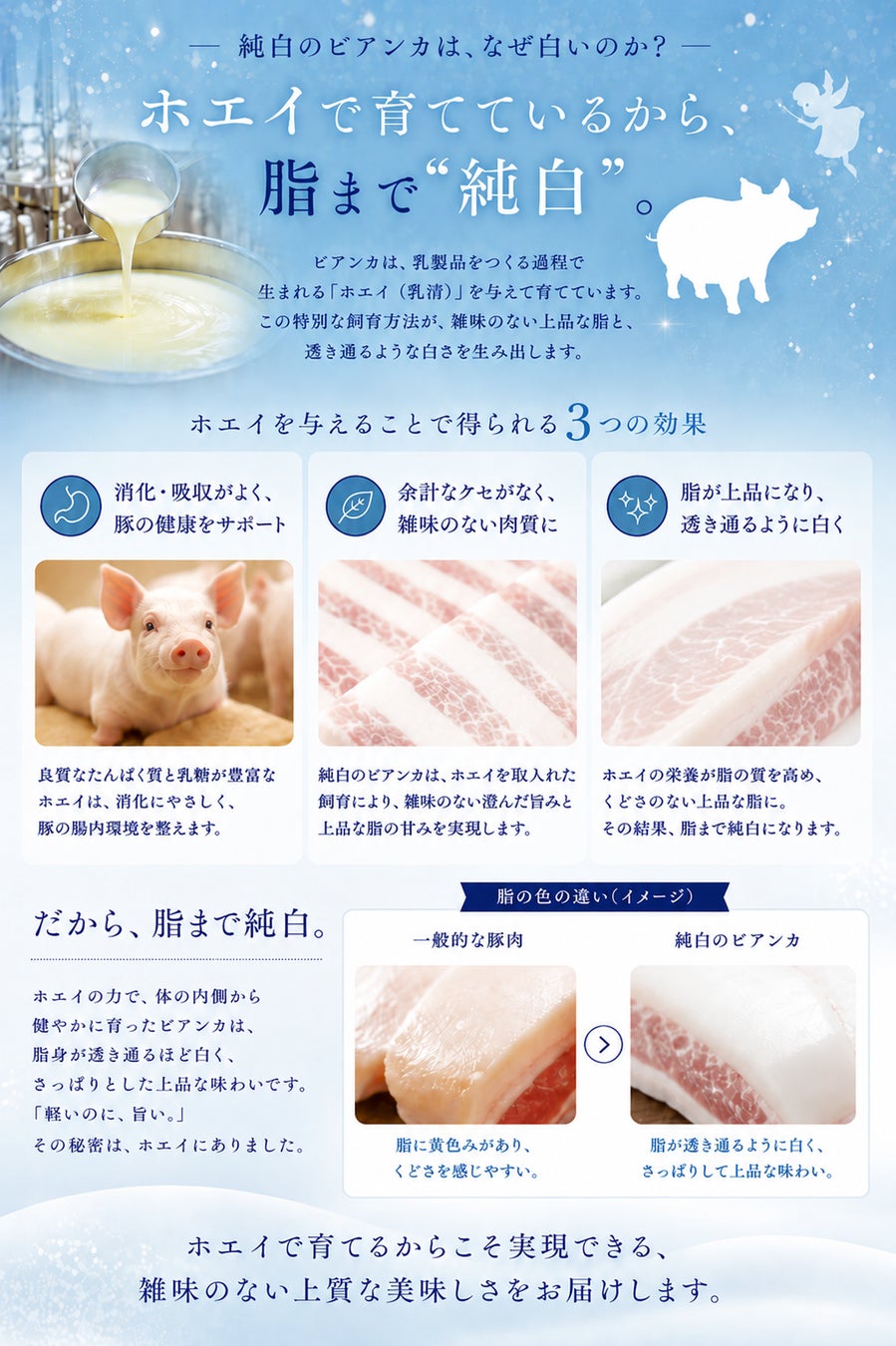 幻の豚「純白のビアンカ」出荷拡大！激ウマ確定🍖✨