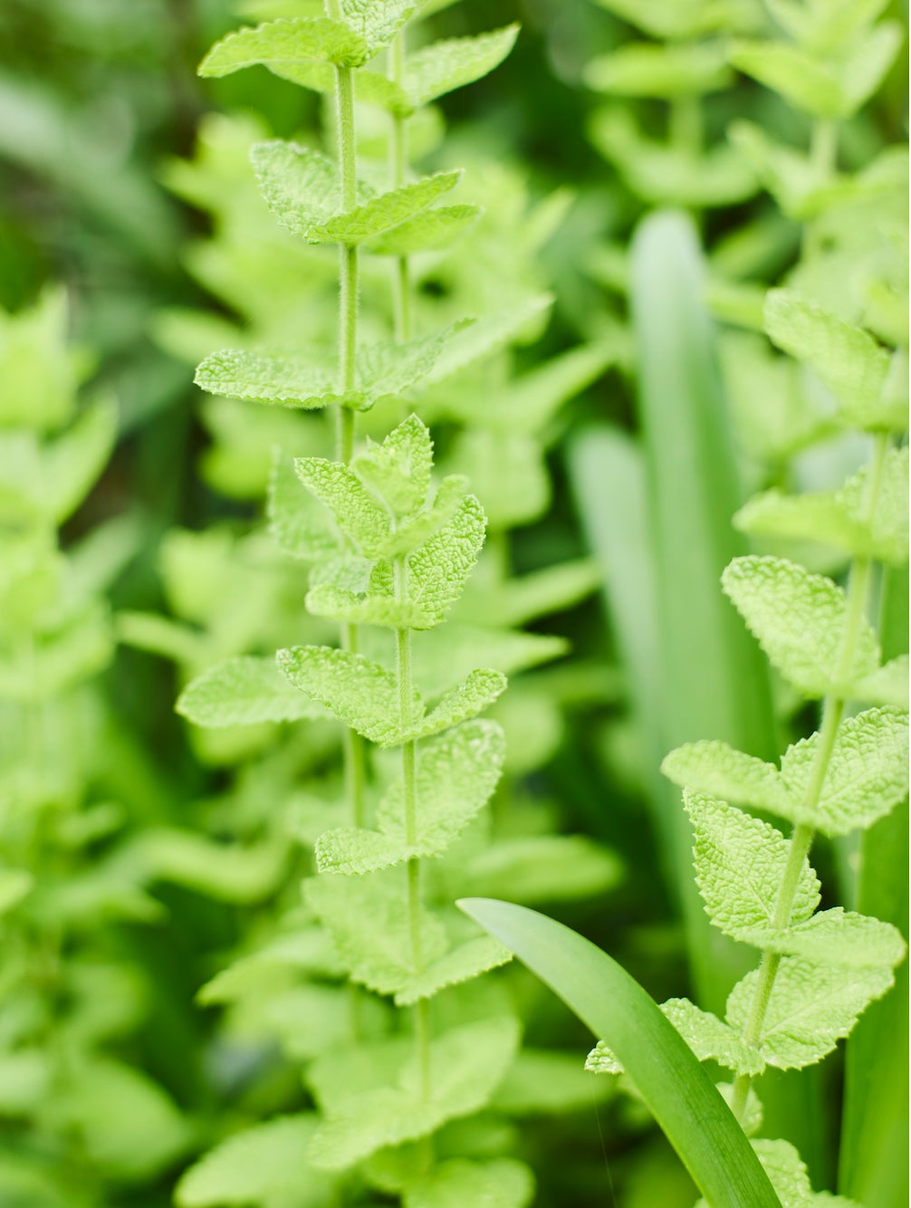 ミント×紫蘇で超話題！夏冷え対策のwamca限定ブレンド🌿✨