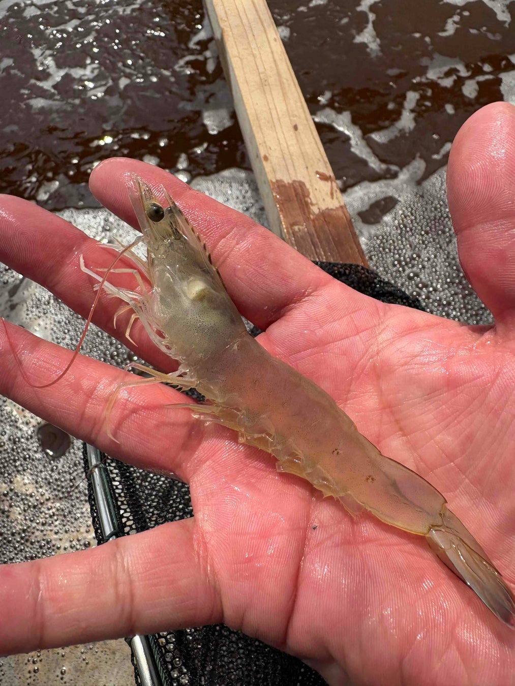 佐賀初✨お刺身シロアシエビ爆誕！鮮度と旨さに悶絶確定🦐