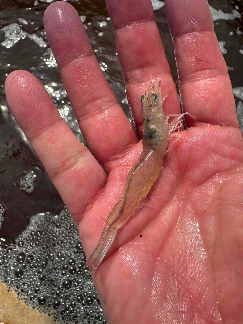 佐賀初✨お刺身シロアシエビ爆誕！鮮度と旨さに悶絶確定🦐