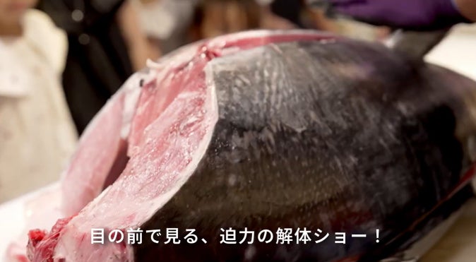 かっぱ寿司解体!30kg生本まぐろ🐟激レア部位必食確定🍣