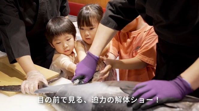 かっぱ寿司解体!30kg生本まぐろ🐟激レア部位必食確定🍣