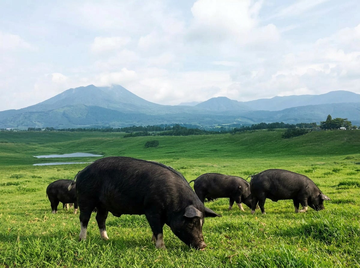 激ウマ確定!どんどん亭👑幻の霧島黒豚鉄板焼食べ放題😋