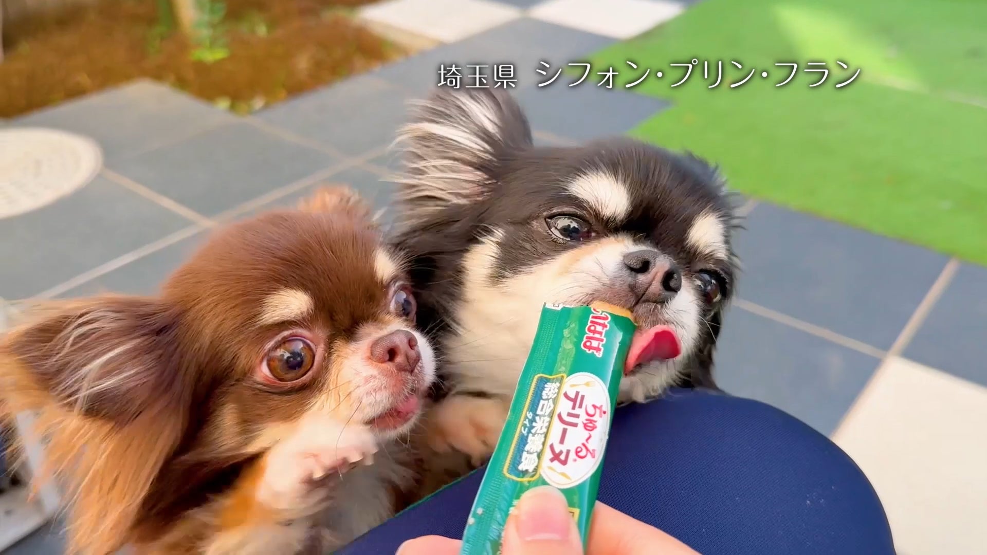 いなばちゅ~るテリーヌ爆誕!わんこ悶絶の神グルメ確定🐶