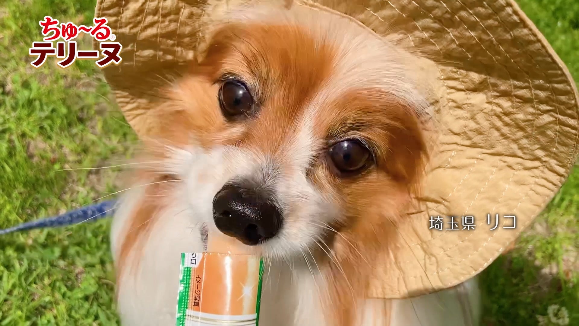 いなばちゅ~るテリーヌ爆誕!わんこ悶絶の神グルメ確定🐶