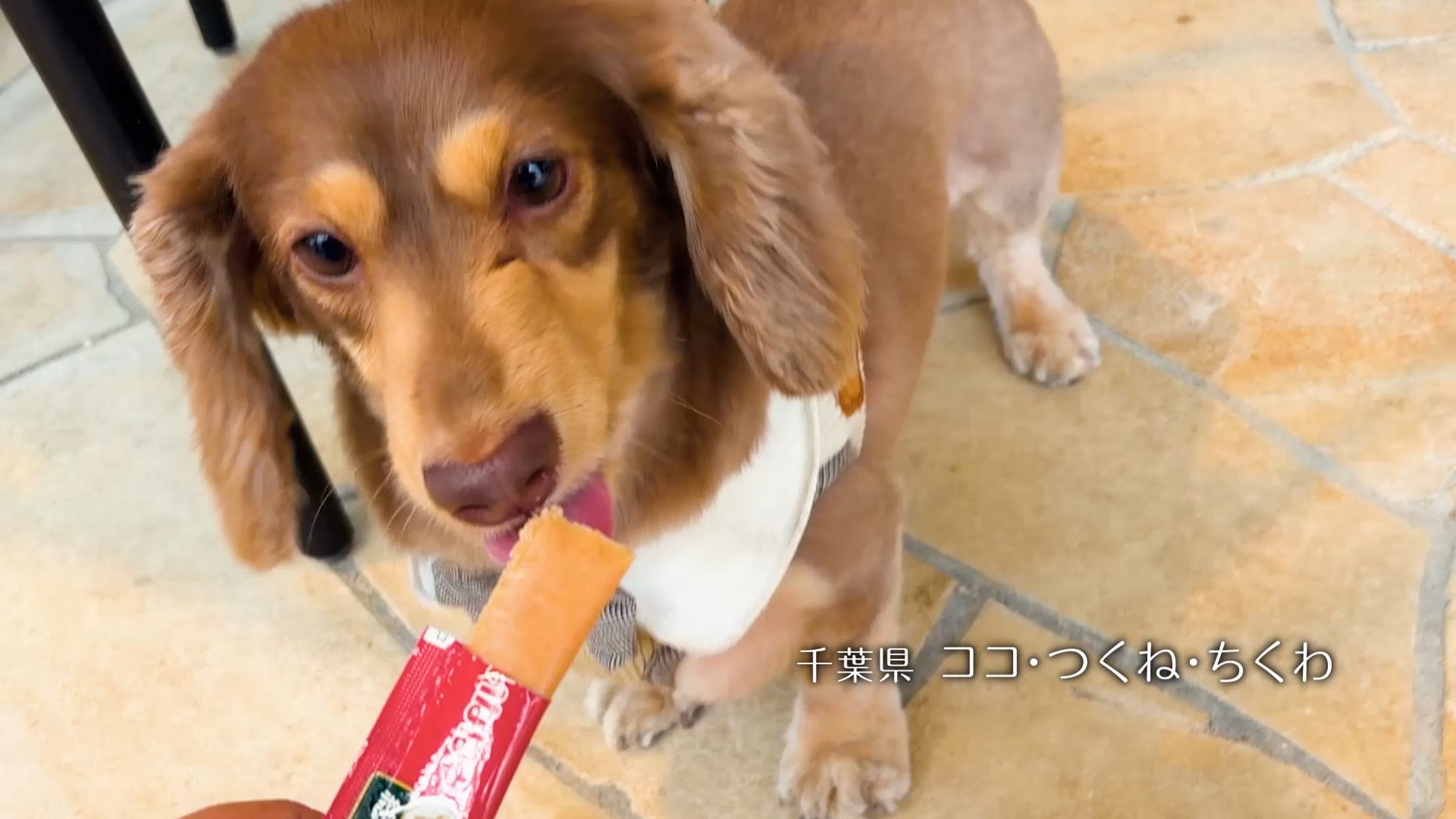 いなばちゅ~るテリーヌ爆誕!わんこ悶絶の神グルメ確定🐶