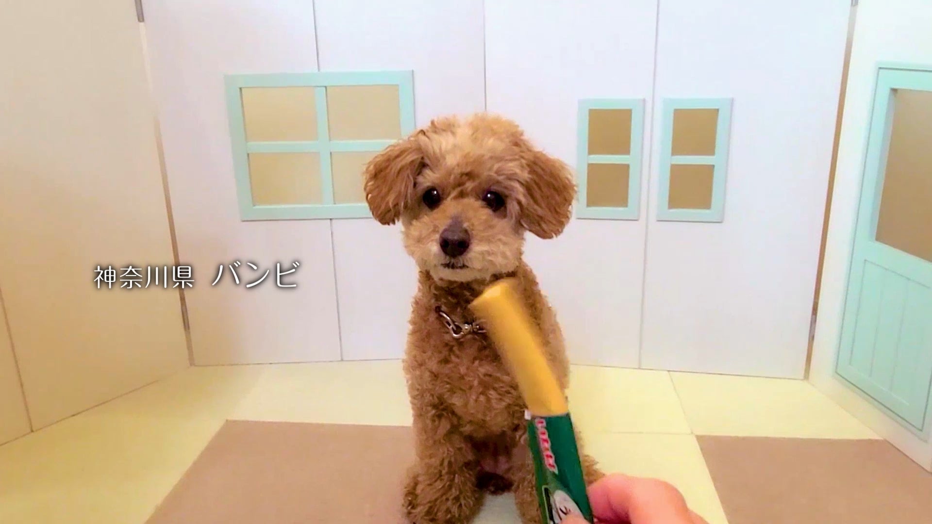 いなばちゅ~るテリーヌ爆誕!わんこ悶絶の神グルメ確定🐶