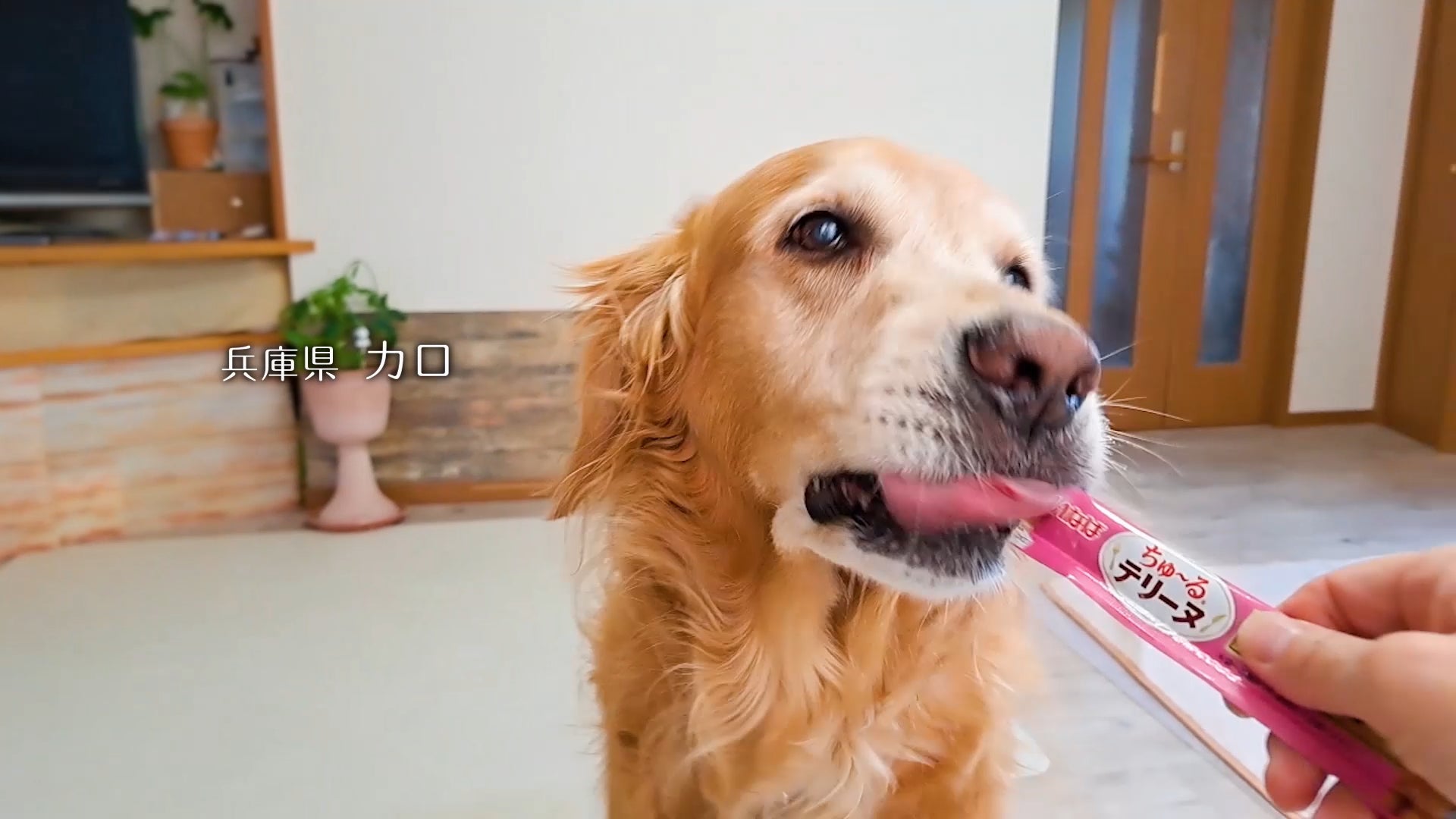 いなばちゅ~るテリーヌ爆誕!わんこ悶絶の神グルメ確定🐶