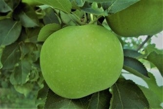 銀座NAGANOで激ウマ確定!飯綱ブラムリー新体験イベント🍏
