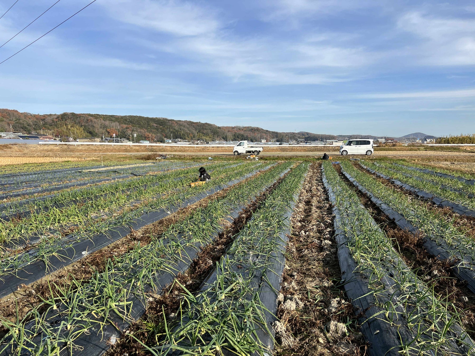 有機じゃがいも🍟激ウマ確定！Farm to Fries必食✨