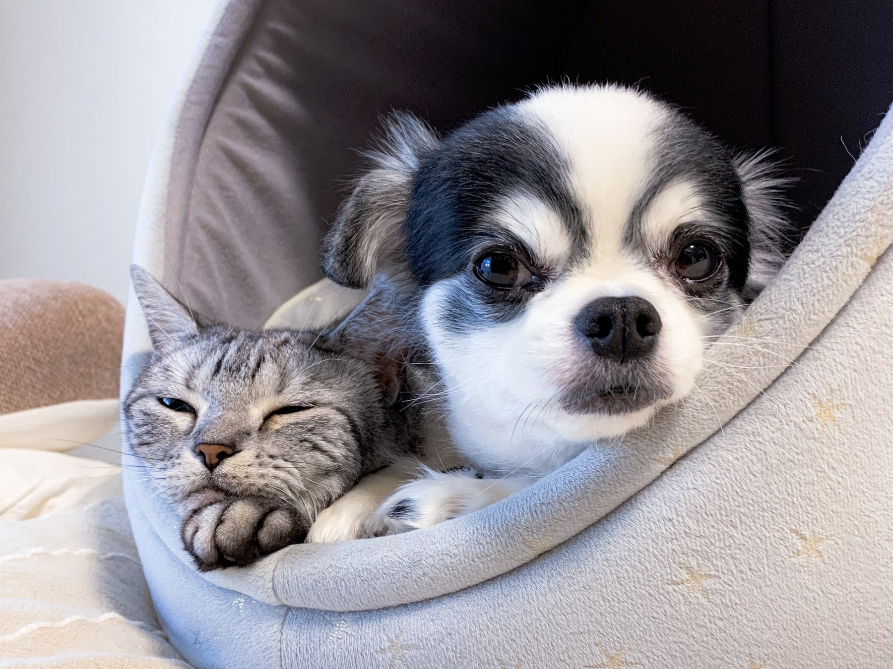 うなぎ屋の頭だしが激ウマ確定!?🐶🐱防災も◎