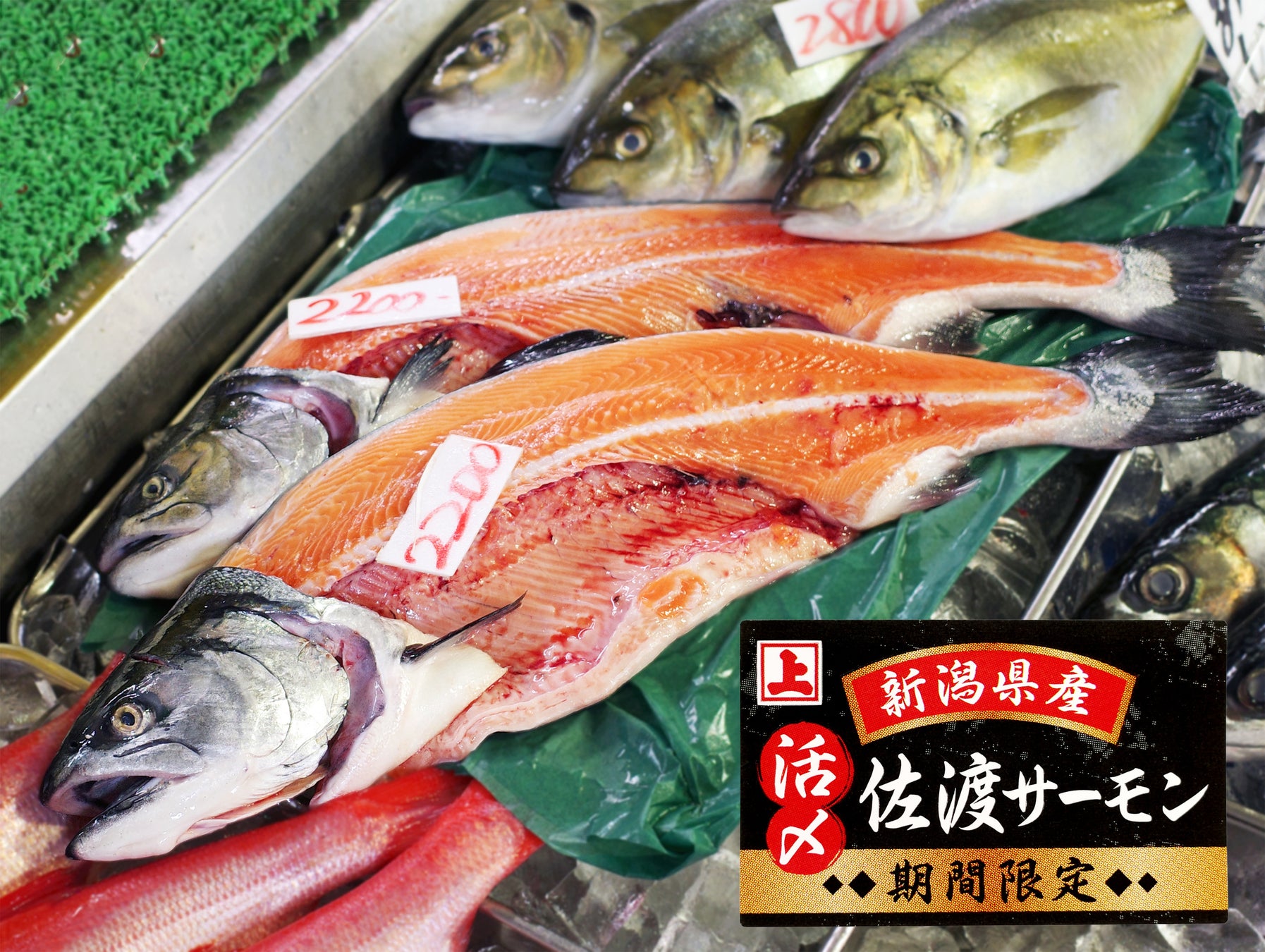 サムライサーモン爆誕！日本唯一の超鮮度を必食😋🍣