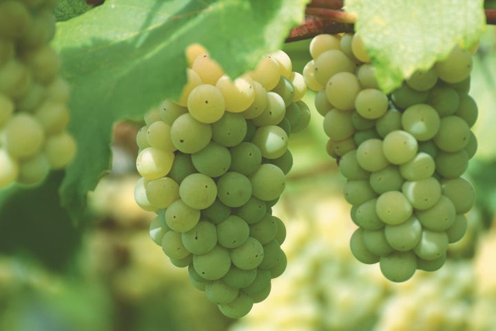 タカラ焼酎ハイボール〈北海道白ぶどう〉が激ウマ確定🍇✨