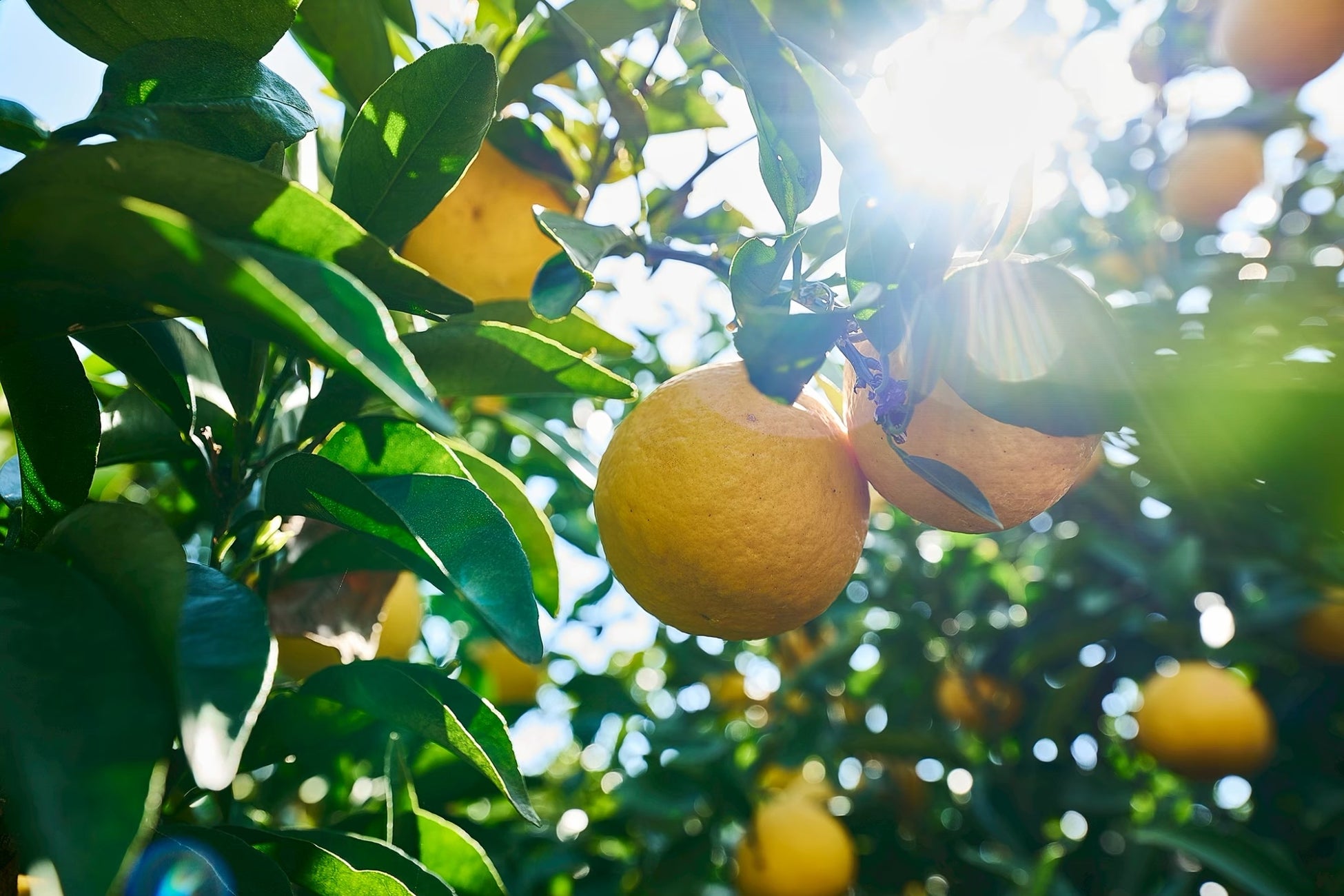 大阪本町🍋旅する柑橘カフェOPEN！激ウマ確定で超話題✨