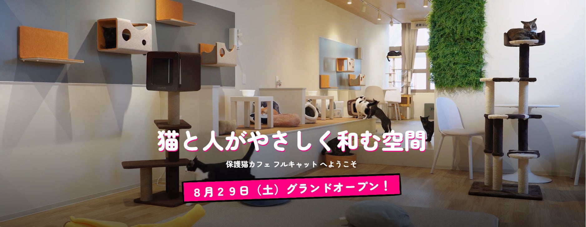 老舗継承！仙台「フルキャット」8/29オープンで超話題🐈🎉