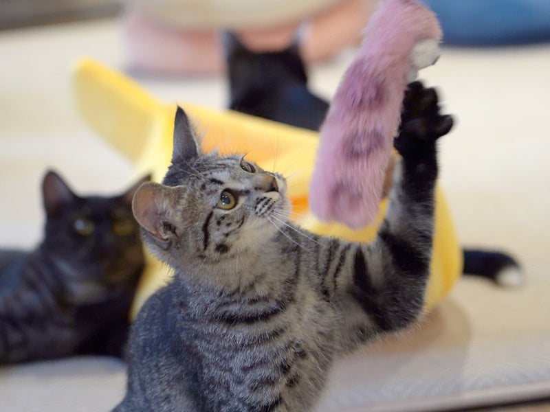 老舗継承！仙台「フルキャット」8/29オープンで超話題🐈🎉