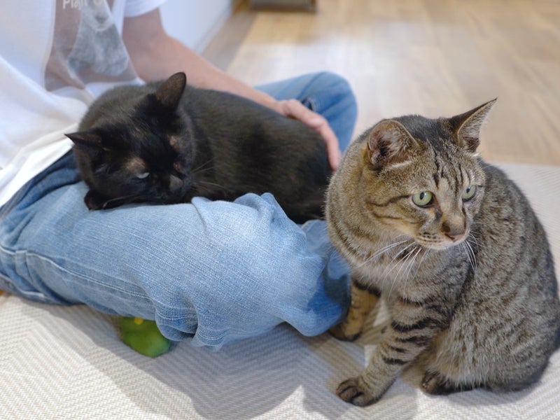 老舗継承！仙台「フルキャット」8/29オープンで超話題🐈🎉