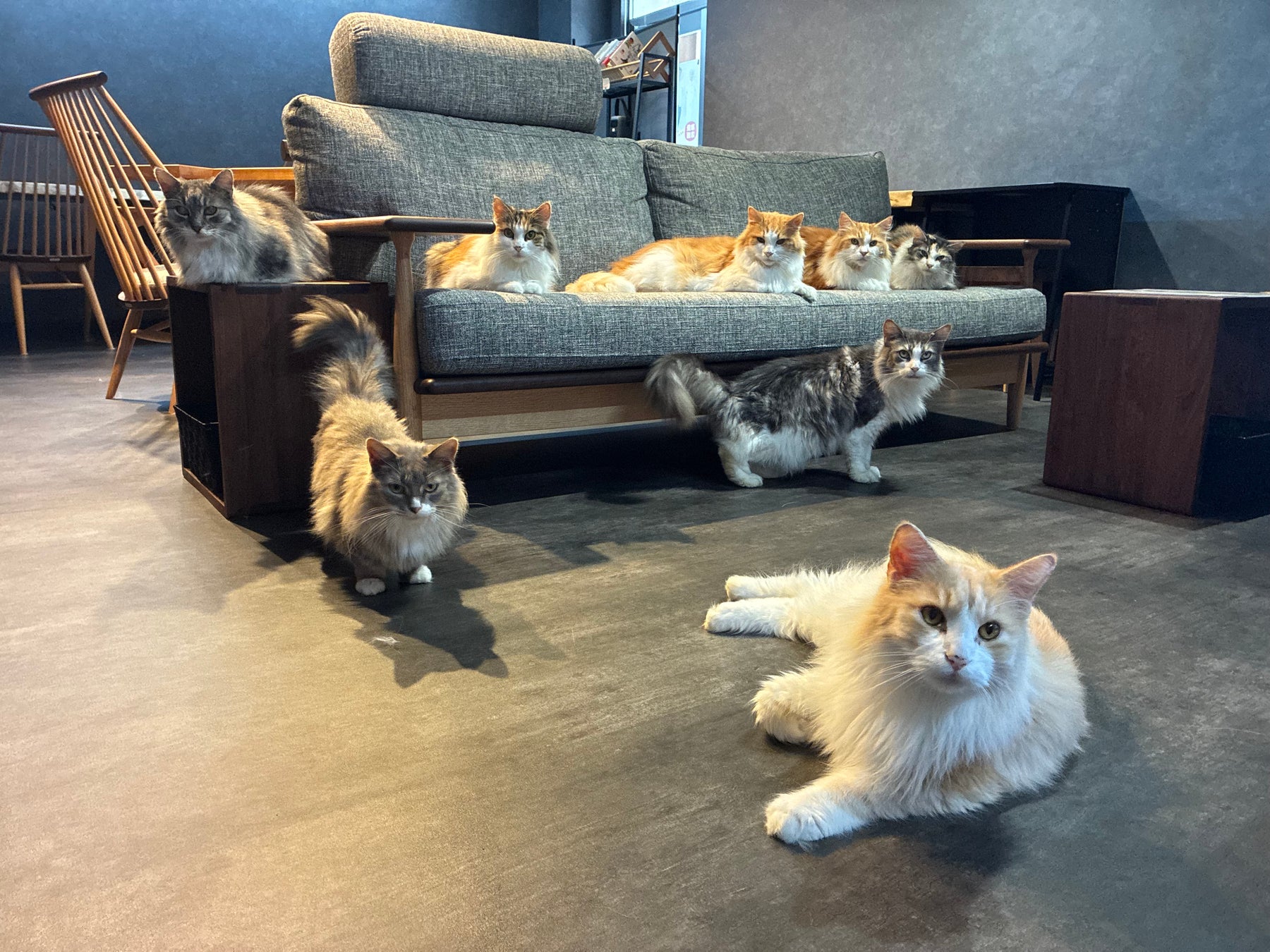 京田辺初の猫カフェNAP🐈✨0歳OKコワーキングが激アツ