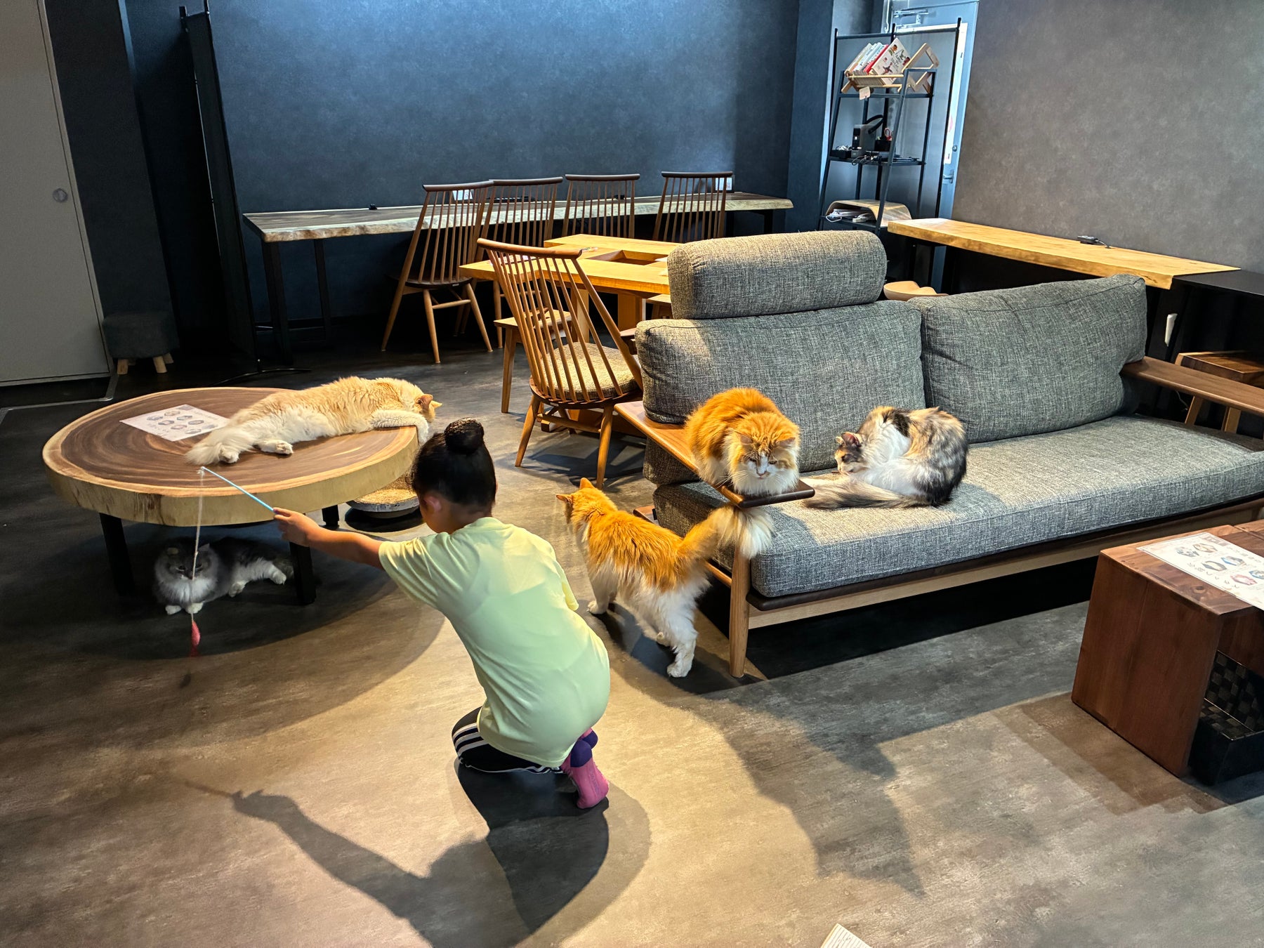 京田辺初の猫カフェNAP🐈✨0歳OKコワーキングが激アツ