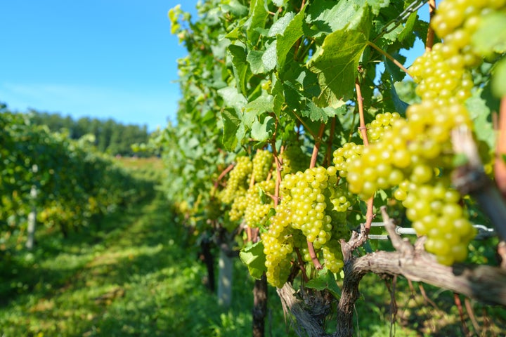 超話題！秋限定 北海道ぶどう収穫体験🍇✨