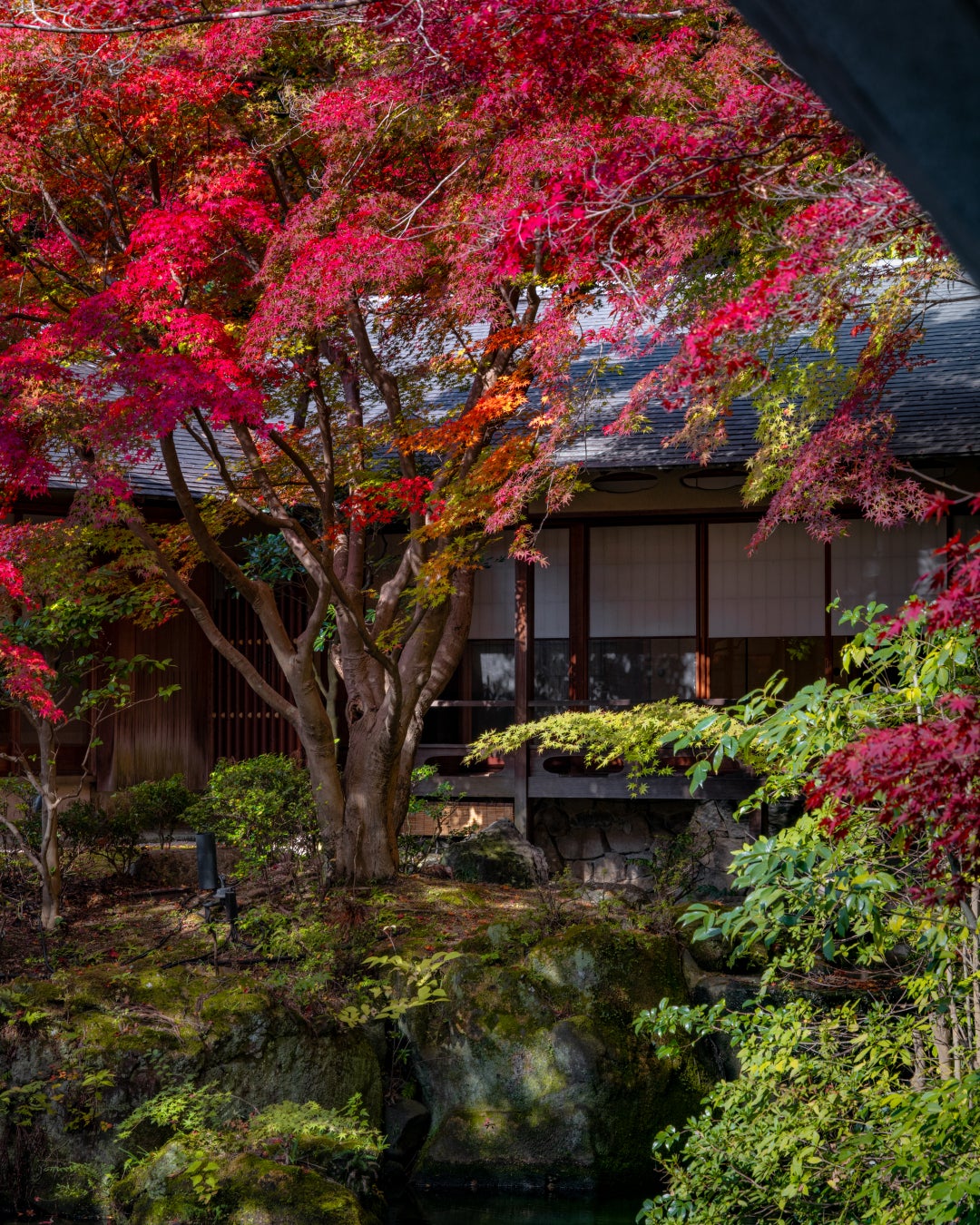 京都・村野建築で必食！秋の贅沢和ATが激ウマ確定🌰🍇