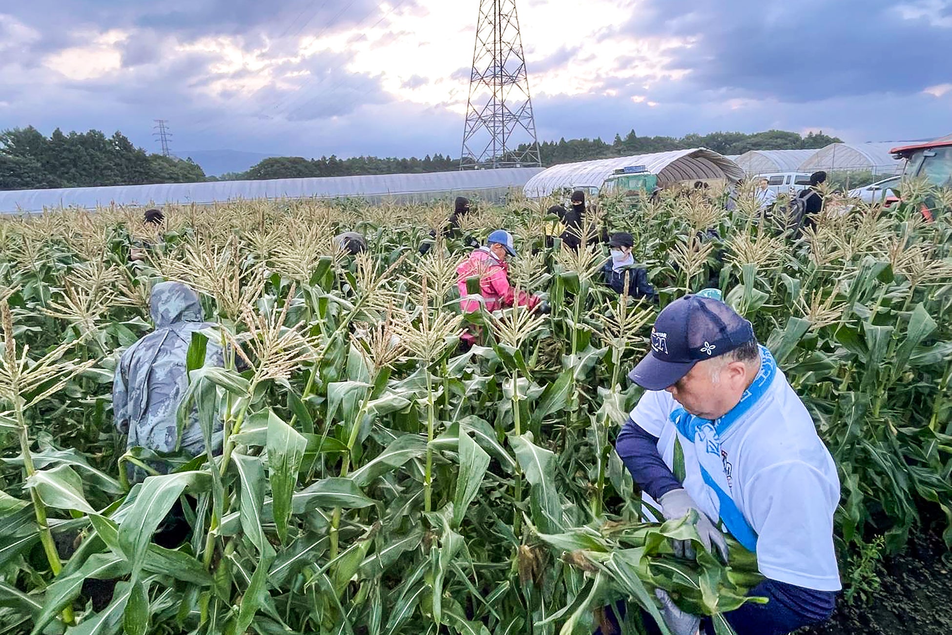 必食!🚄はこビュン直送🌽朝採れとうもろこし限定ランチ