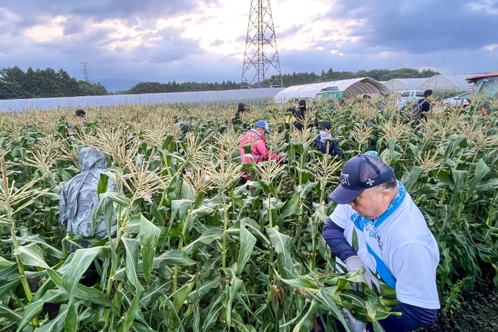 必食!🚄はこビュン直送🌽朝採れとうもろこし限定ランチ