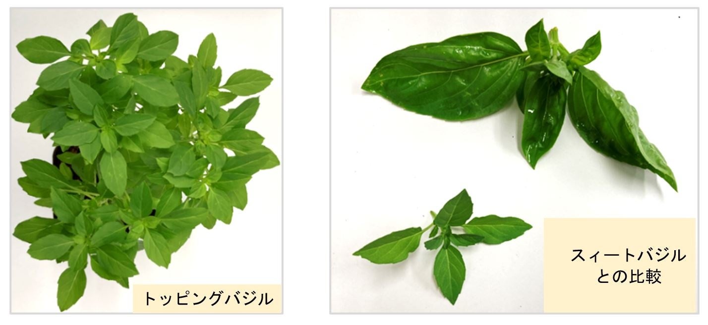 料理激ウマ確定!S&Bトッピングバジル🌿新常識すぎて必食🤤