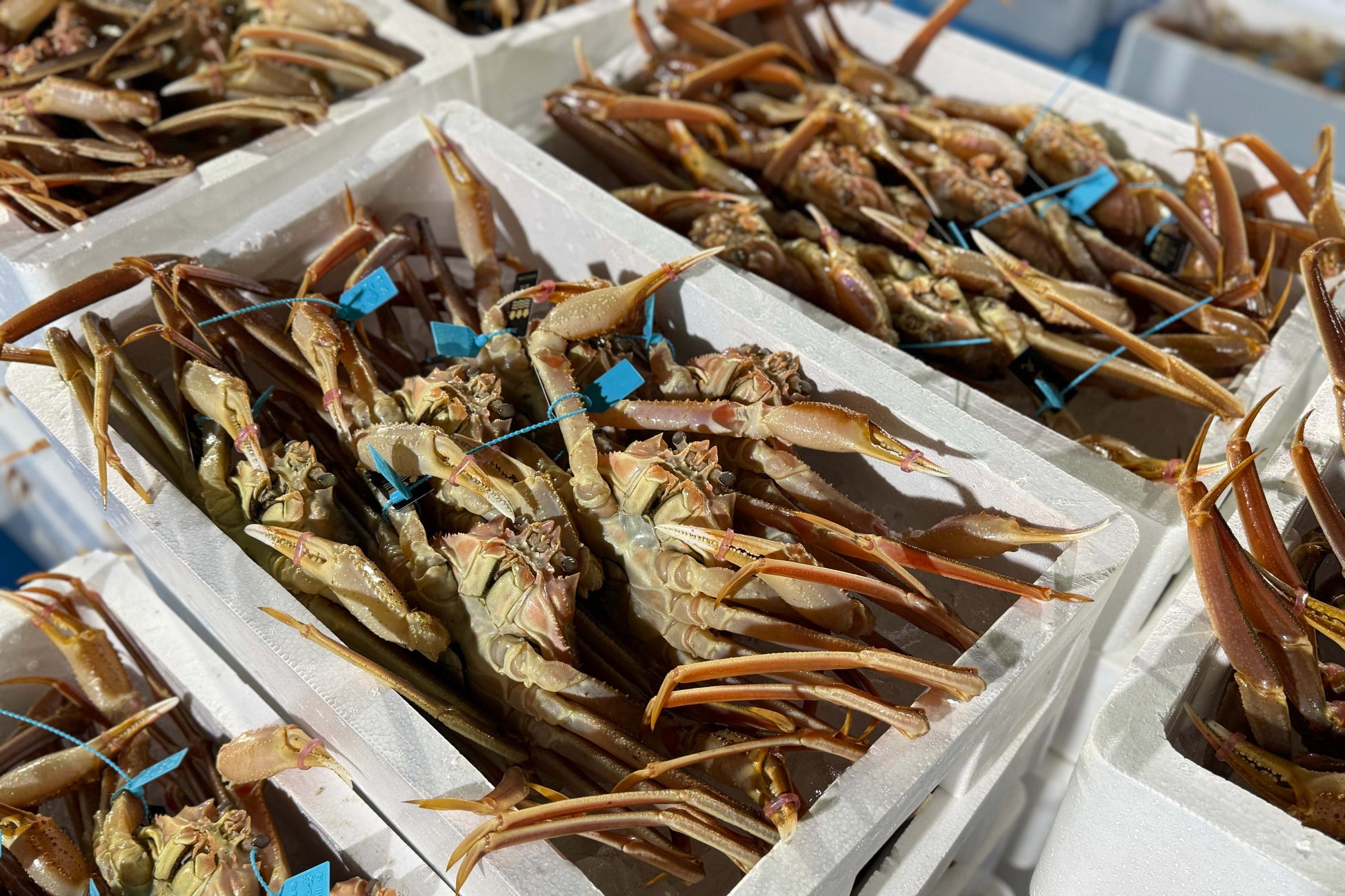 【北陸初】金沢に🦀かにじぇんぬ9/7OPEN✨激ウマ確定！