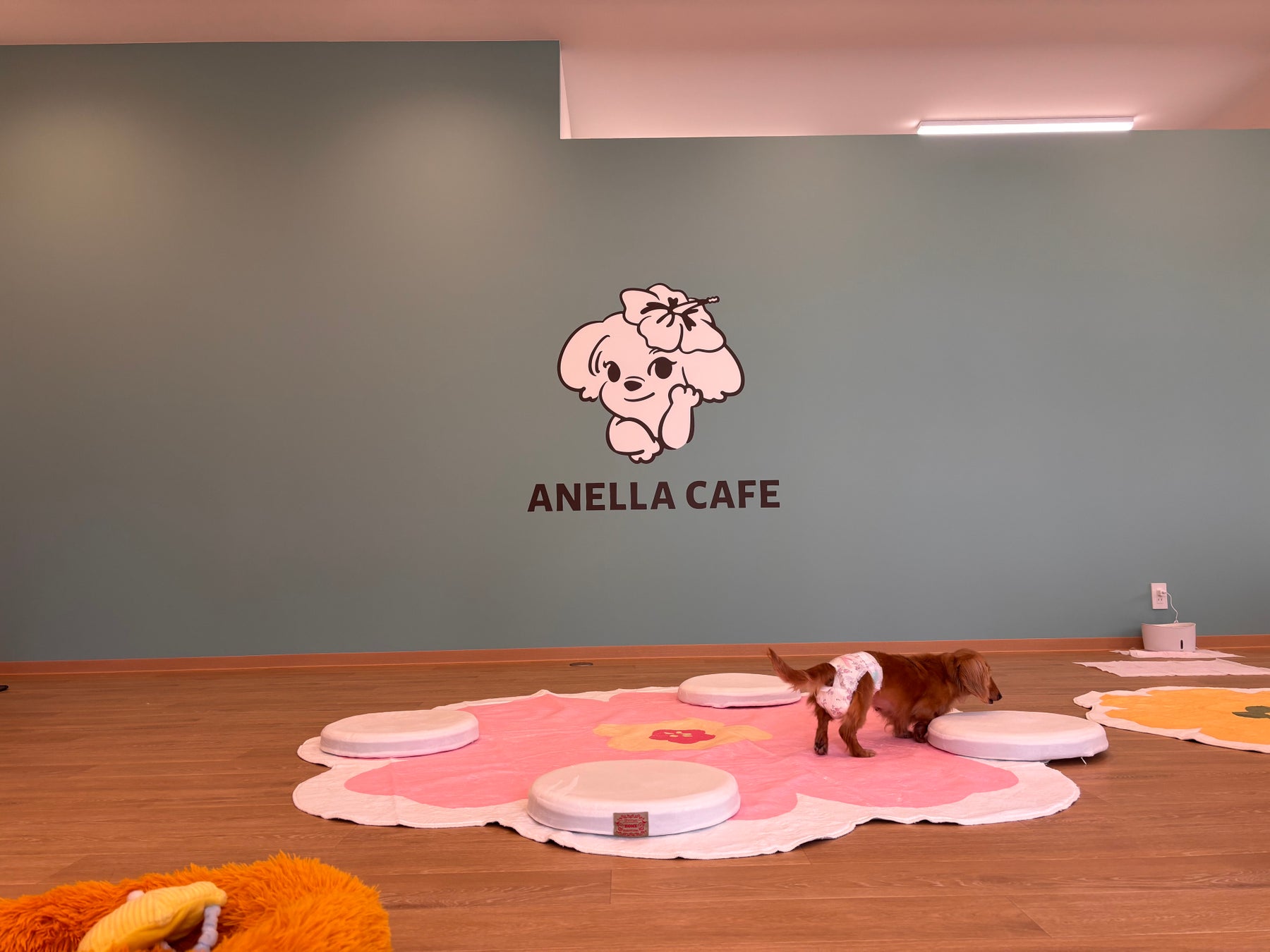 超話題！岡山に保護犬猫カフェ🐶絶品グルメも必食☕️