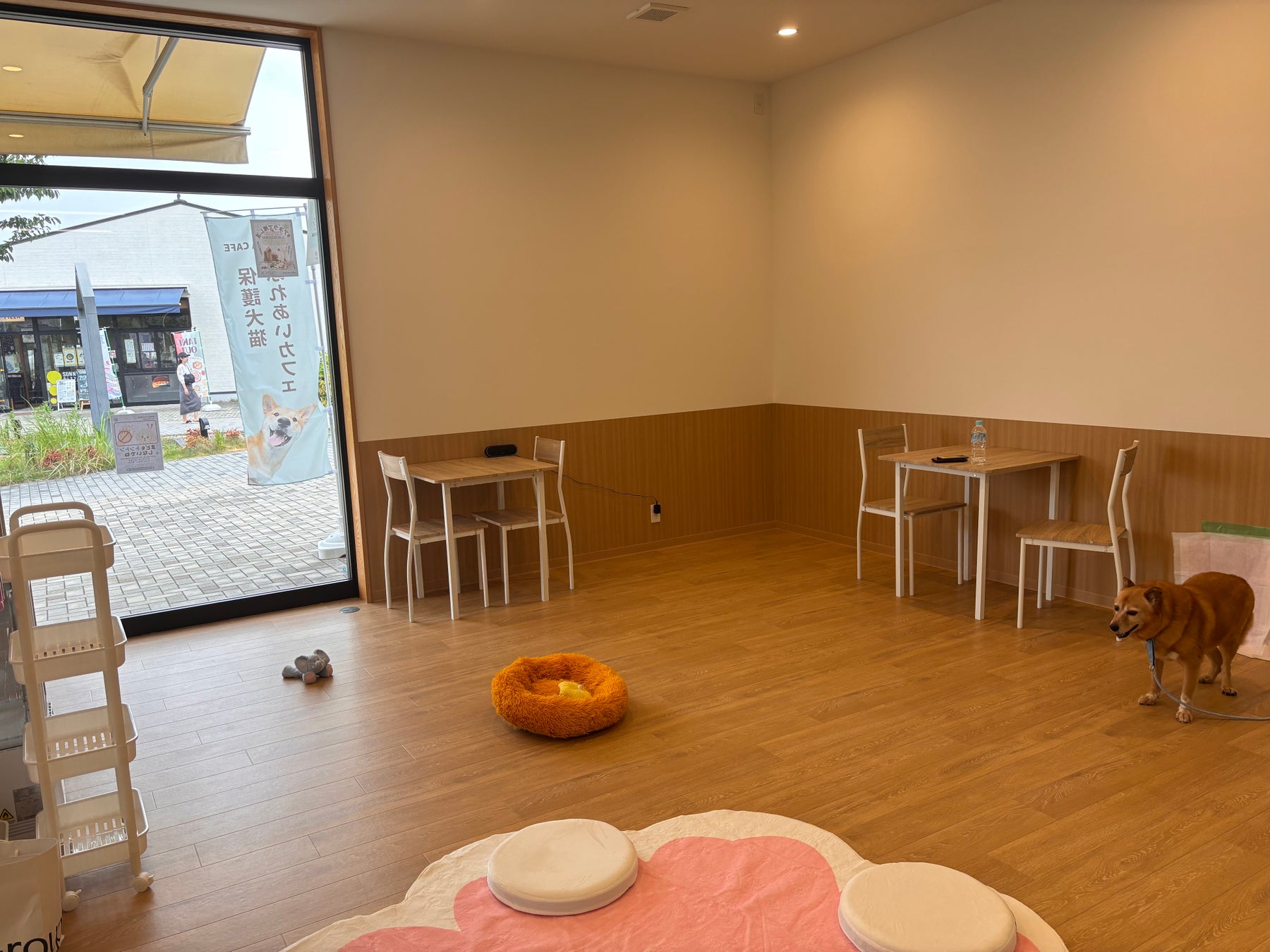 超話題！岡山に保護犬猫カフェ🐶絶品グルメも必食☕️