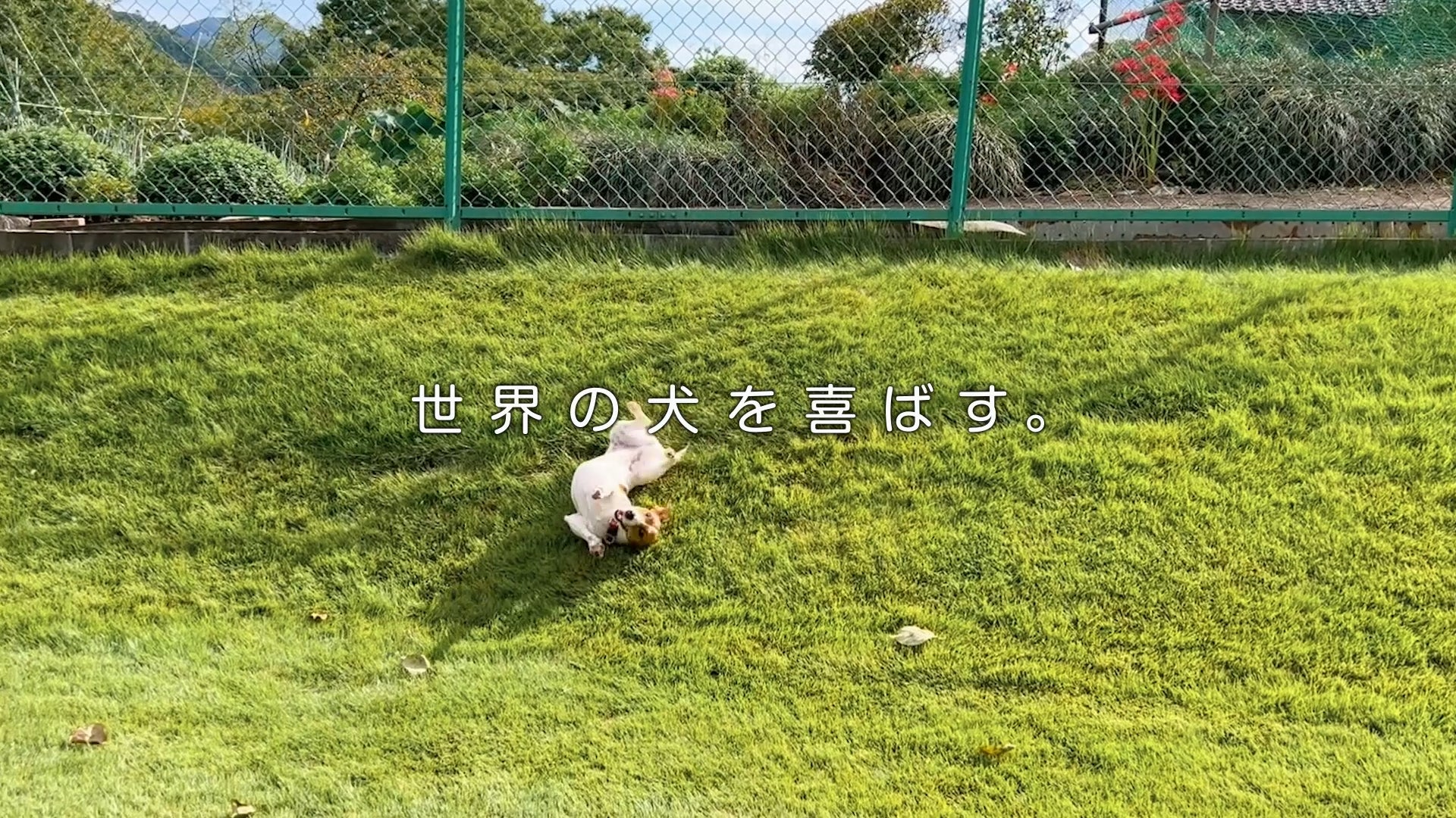 犬好き必見！Wanちゅ～る新CMは激カワ＆激ウマ確定🐶🎉