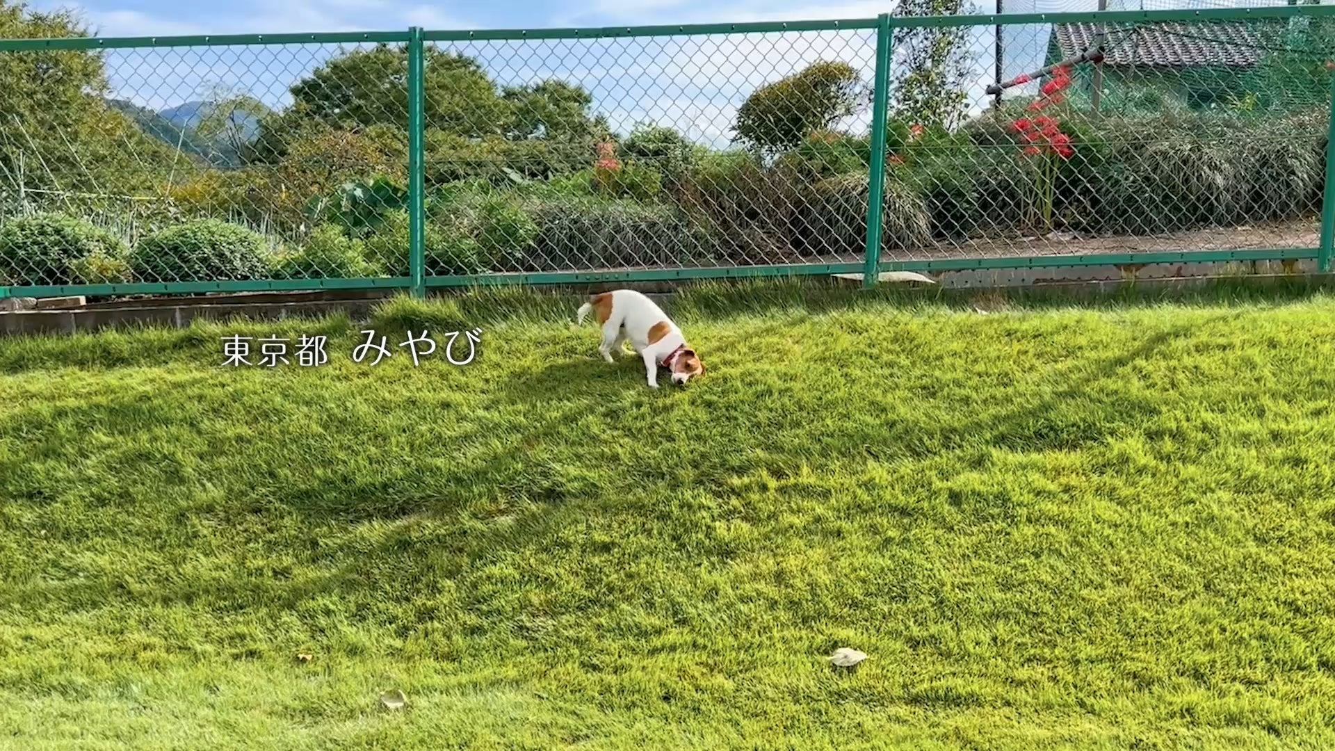 犬好き必見！Wanちゅ～る新CMは激カワ＆激ウマ確定🐶🎉