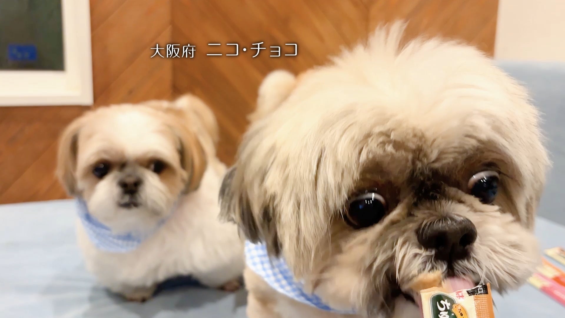犬好き必見！Wanちゅ～る新CMは激カワ＆激ウマ確定🐶🎉